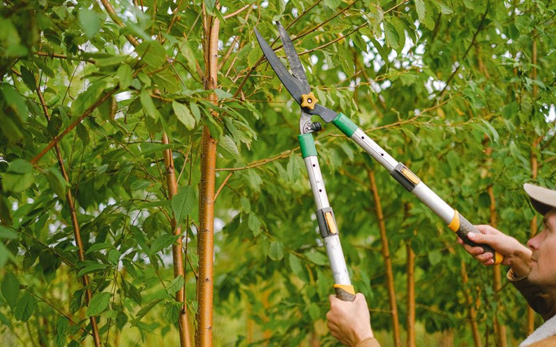 Tree trimming in Correctionville, IA